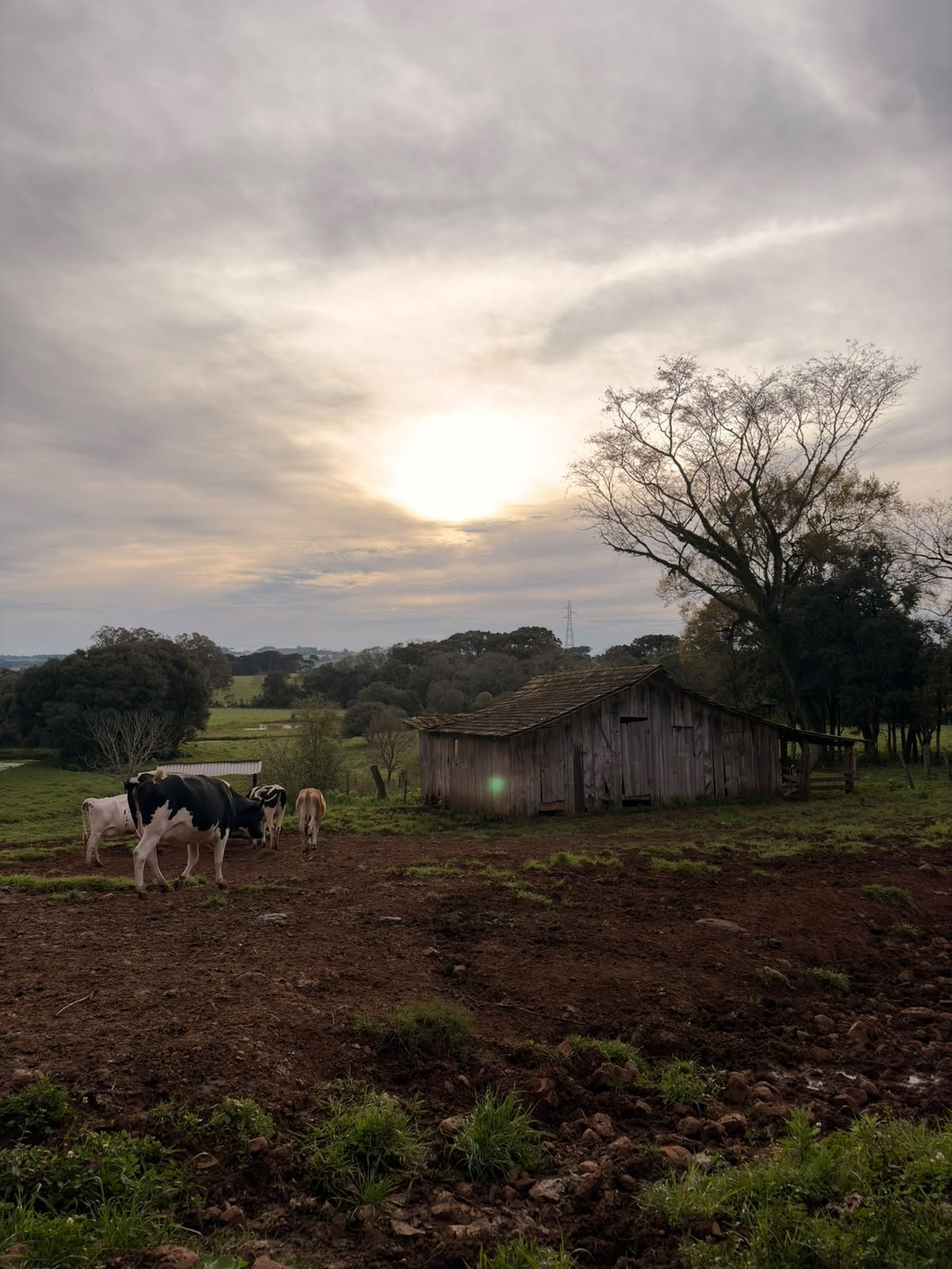 Vacas pastando na frente do galpão de madeira, com o sol se pondo entre as nuvens