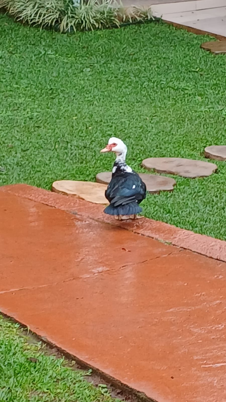 Pato-do-mato preto e branco no caminho de cimento, entre a grama