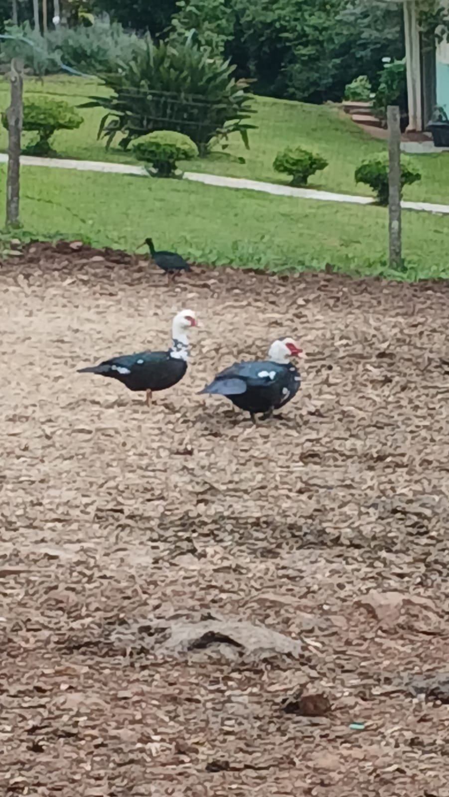 Dois patos-do-mato andando no terreiro de terra, com o jardim ao fundo