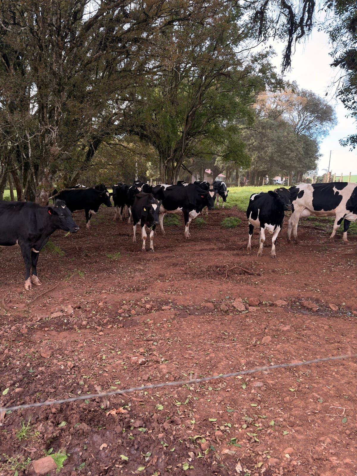 Vacas holandesas malhadas reunidas no piquete, à sombra das árvores